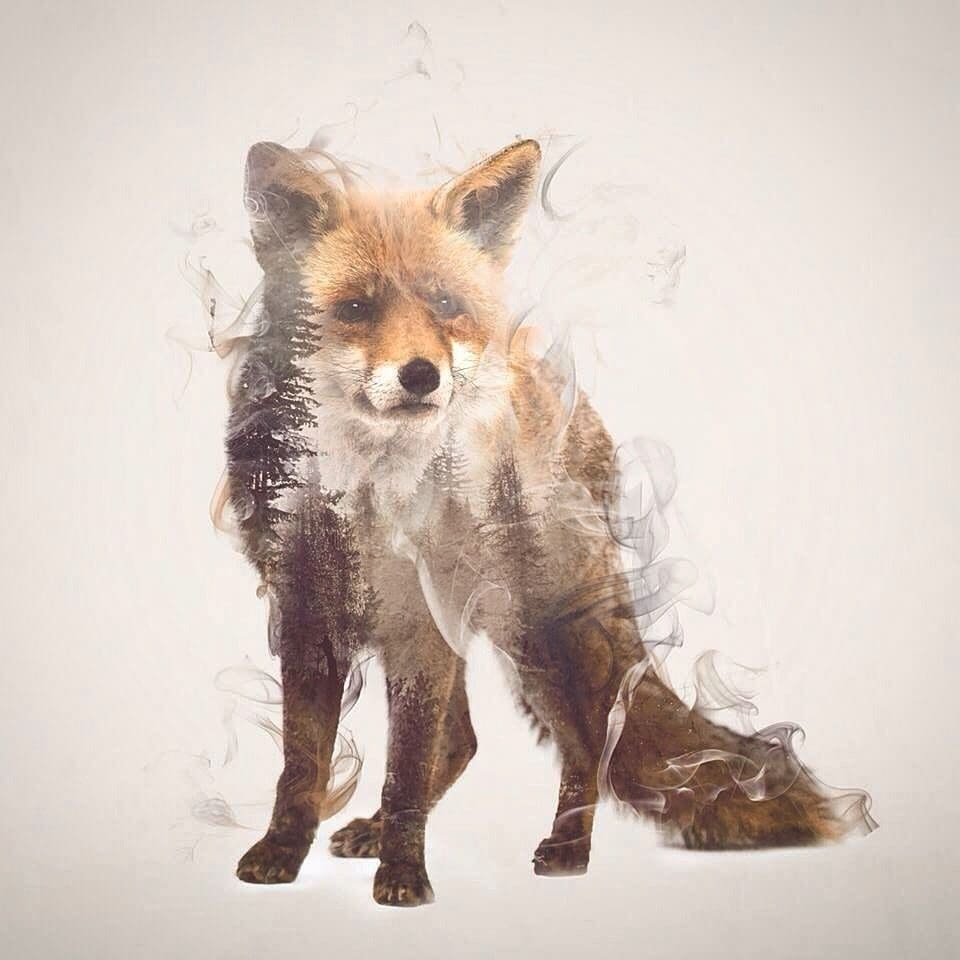  Soft and delicate double exposure portraits of wild animals. That sums it up nicely. 